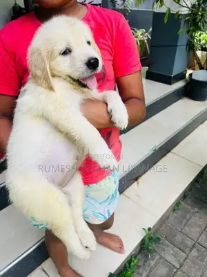 Golden Retriever Puppies
