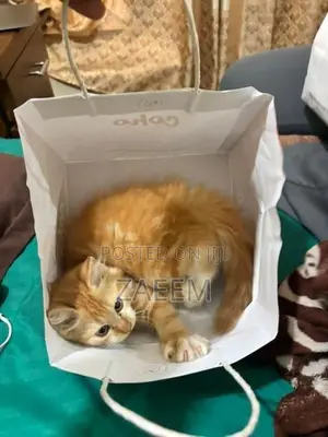 Persian Cat - Champagne color