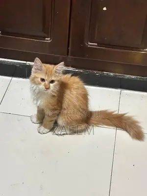 Persian Cat - Champagne color