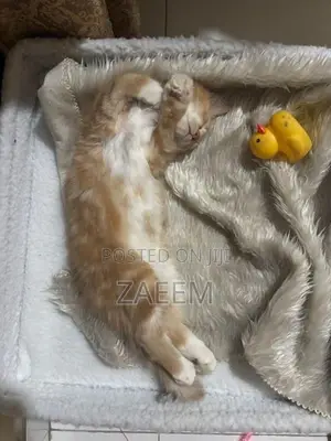 Persian Cat - Champagne color