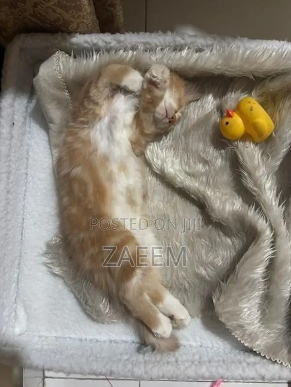 Persian Cat - Champagne color