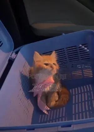 Persian Cat - Champagne color