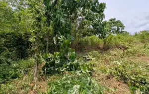 නිට්ටඹුව උෘරපොල අවටින් බිම් කොටස්