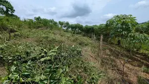 නිට්ටඹුව උෘරපොල අවටින් බිම් කොටස්