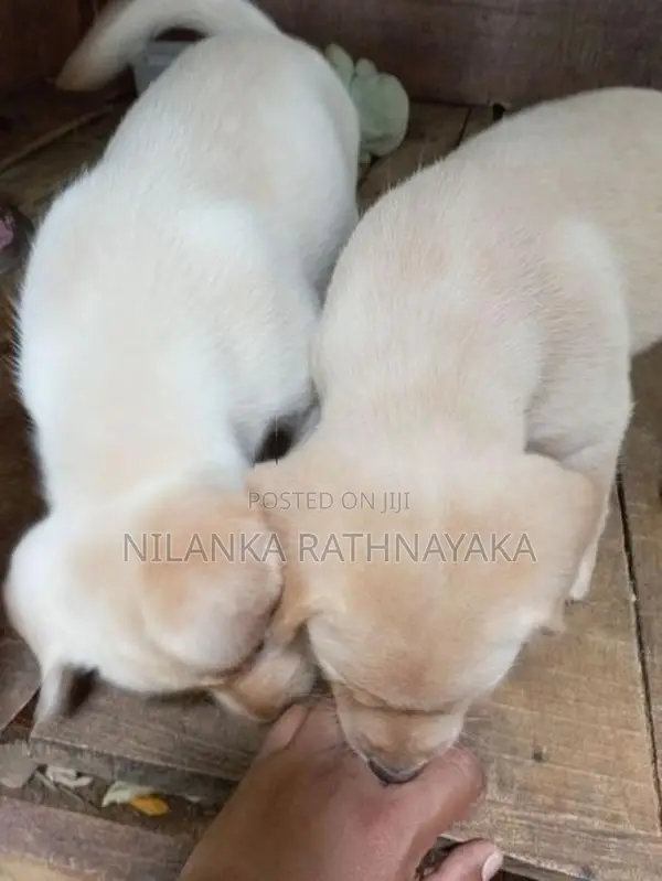 Labrador Puppies