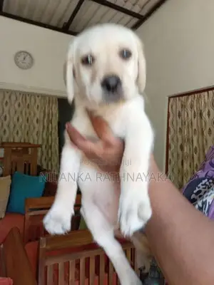 Labrador Puppies