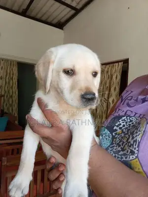 Labrador Puppies