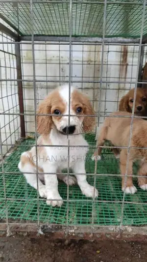 Cocker Spaniel Puppies