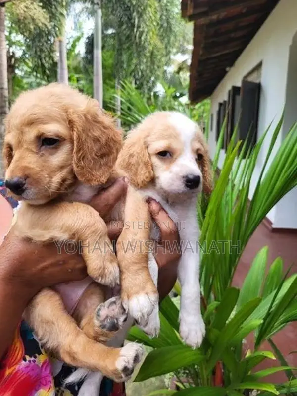 Cocker Spaniel Puppies