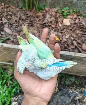 Love Birds