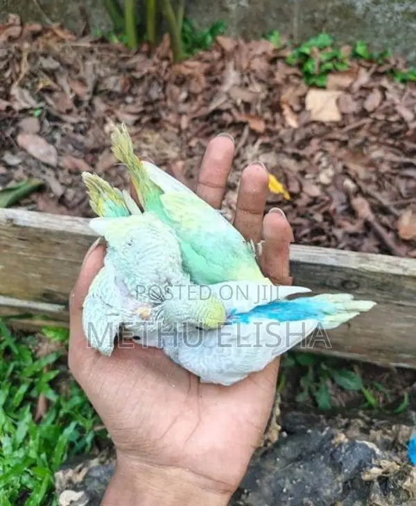 Love Birds
