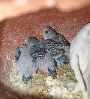 Love Birds