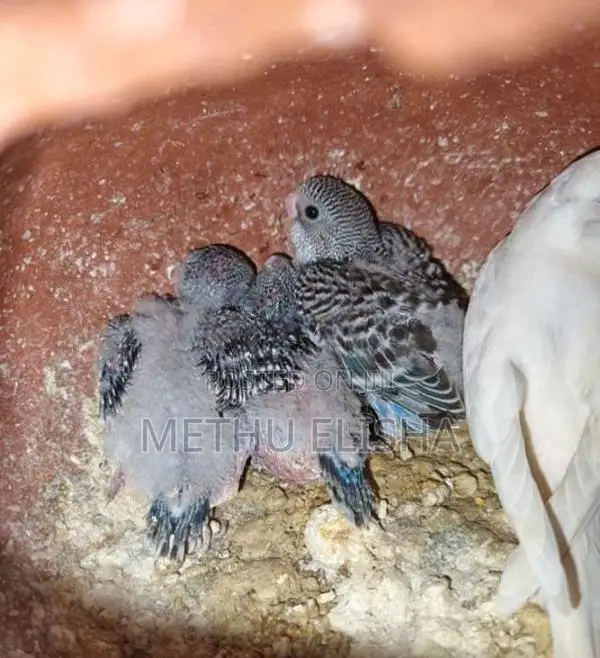 Love Birds