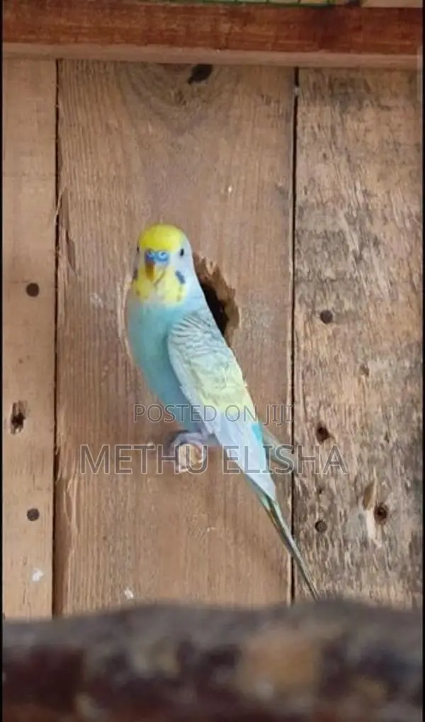 Love Birds