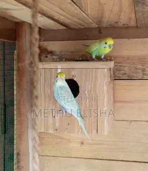 Love Birds