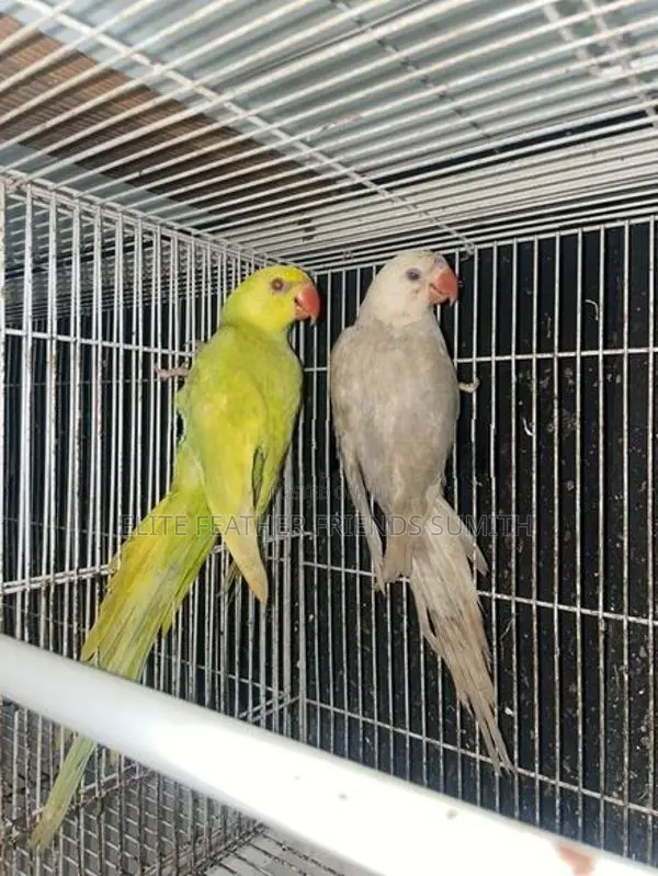 Indian Ring Neck Mutation Pair