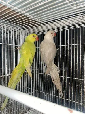 Indian Ring Neck Mutation Pair