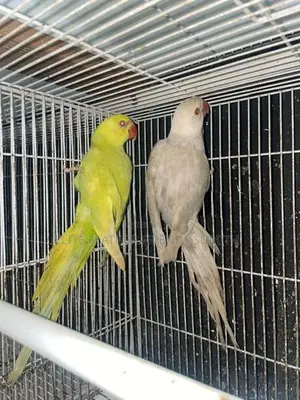 Indian Ring Neck Mutation Pair