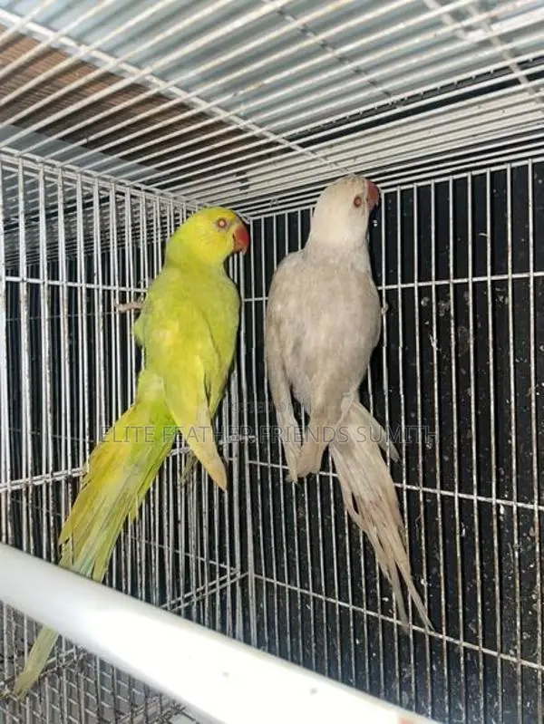 Indian Ring Neck Mutation Pair