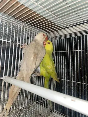 Indian Ring Neck Mutation Pair