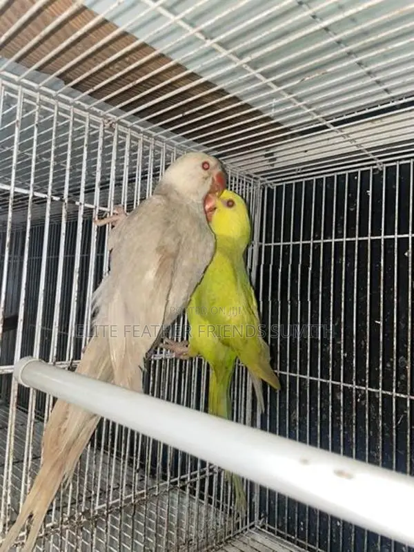 Indian Ring Neck Mutation Pair