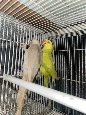 Indian Ring Neck Mutation Pair