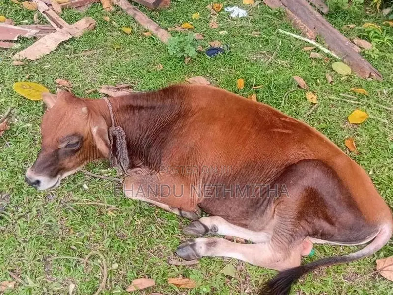 Farm Cow