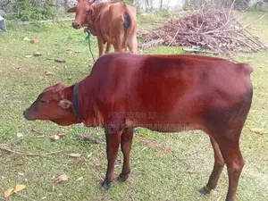 Farm Cow
