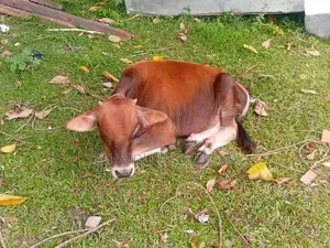 Farm Cow