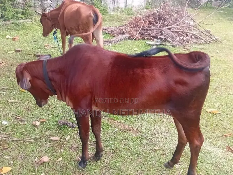 Farm Cow