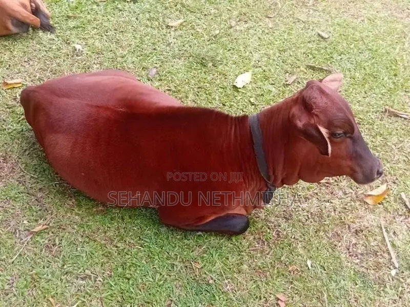 Farm Cow