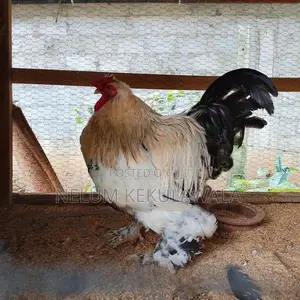 බ්‍රාහ්ම කුකුලා