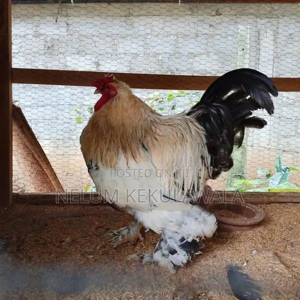 බ්‍රාහ්ම කුකුලා