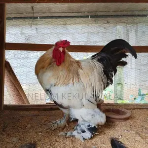 බ්‍රාහ්ම කුකුලා