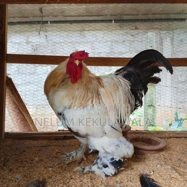 බ්‍රාහ්ම කුකුලා