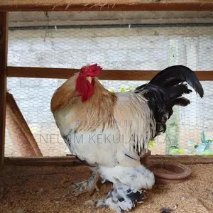 බ්‍රාහ්ම කුකුලා