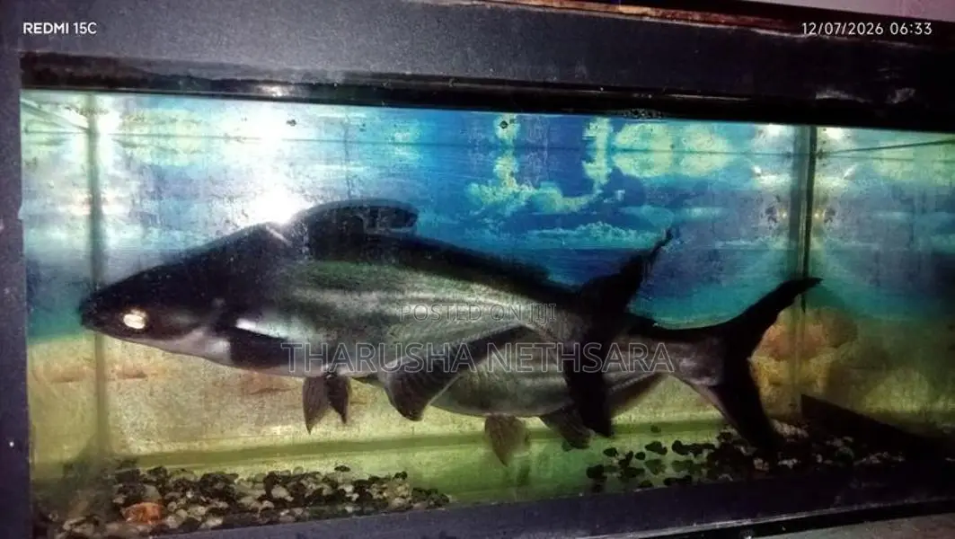 Catfish