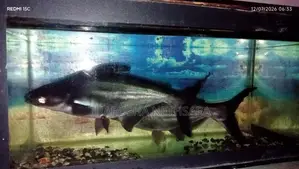 Catfish