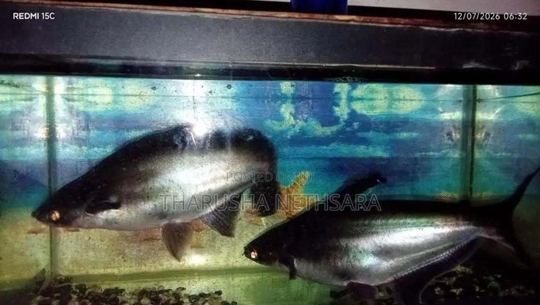 Catfish