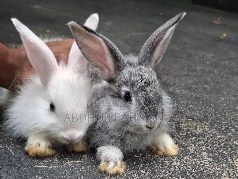 Angora rabbit bunny
