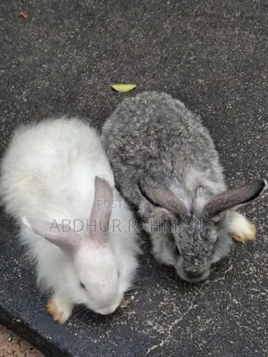 Angora rabbit bunny