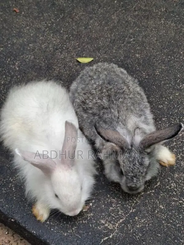 Angora rabbit bunny