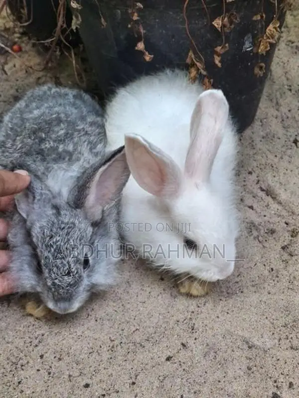 Angora rabbit bunny