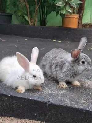 Angora rabbit bunny