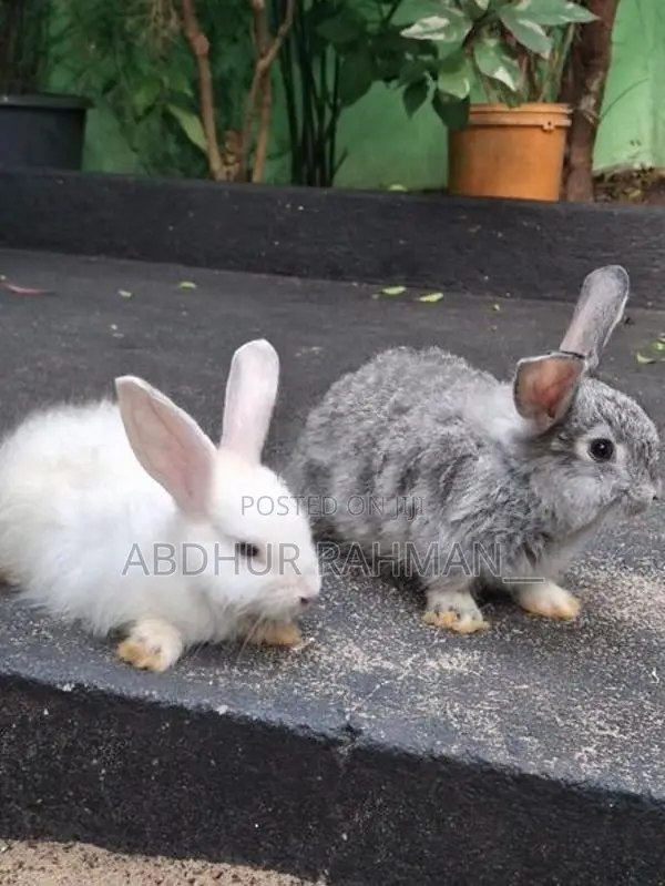 Angora rabbit bunny