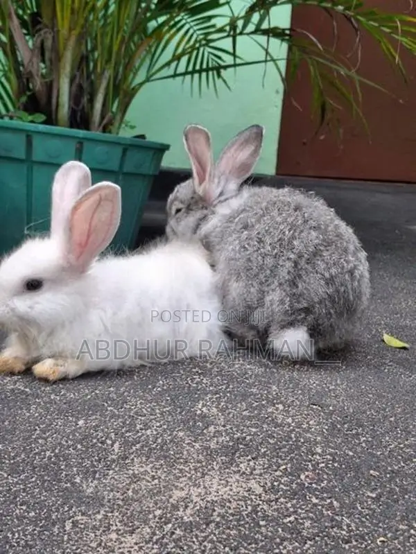 Angora rabbit bunny