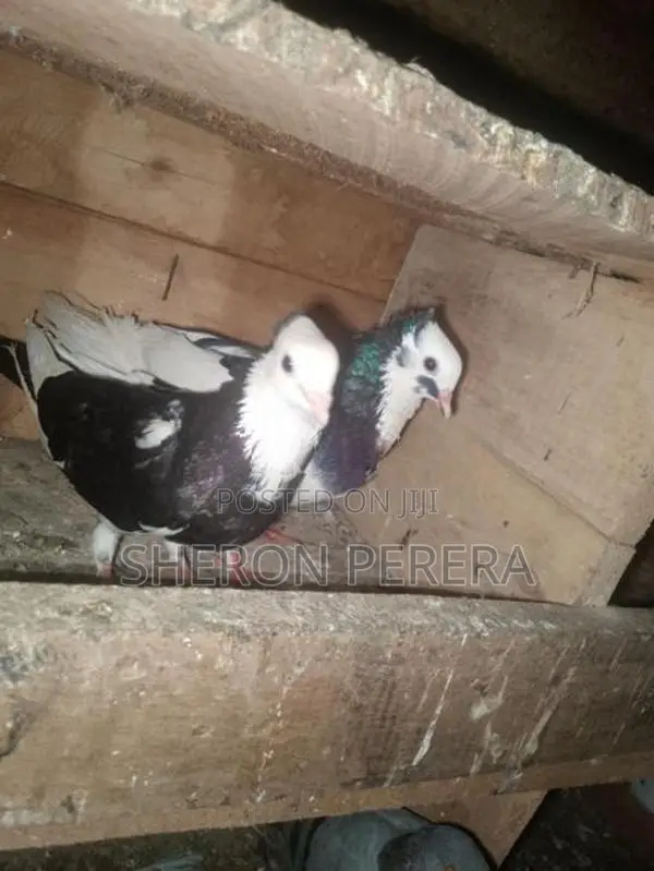 මදර් කොන්ඩ ජෝඩුව