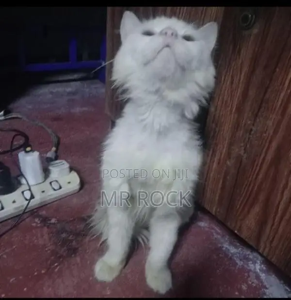 Persian Cat