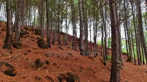 Land for Sale Ella