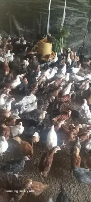 இறைச்சி கோழி குஞ்சு
